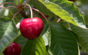 Цілющий відвар з листя вишні: народні рецепти для здоров’я та краси