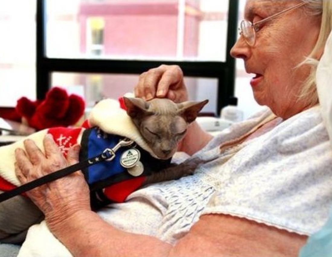 Применение кошек в психотерапии